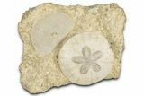 Two Fossil Sand Dollars (Scutella) - France #336756-1